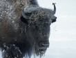 bisons d'amérique bisons d'amérique