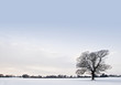 Oak tree in a field of snow