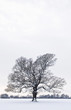 Tree in snow