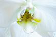 White flower of Phalaenopsis or Moth Orchid