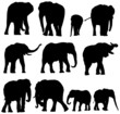 Elephant vector collection