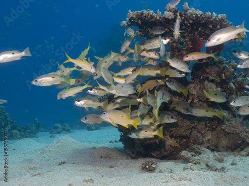 Photo: Snapper Snapper