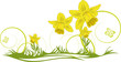 Ostern, Osterglocken, Narzissen, Blumen, Blüten, floral