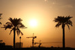 Evening Sun Over The Palms And Cranes