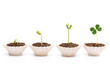 Plant stages-Growth Plant stages-Growth