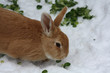 Kaninchen im Schnee