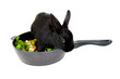Hase in der Pfanne auf der Flucht