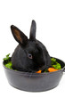 Hase in der Pfanne