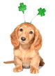 St Patricks day St Patricks day
