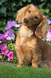 Dachshund Dachshund