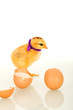 Easter baby chicken dressed for party