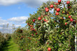 Apple Orchard