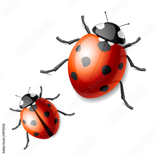 Vektor: Ladybird. Vector. Ladybird. Vector.