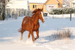 Petit trot dans la neige