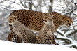 Cheetah a hóban