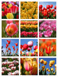 Tulip collage Tulip collage