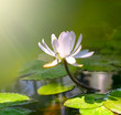 water lily flower