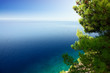 Close up of the coniferous tree above the beautiful sea. Close up of the coniferous tree above the beautiful sea.
