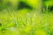 grassy plain　closeup