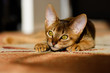 young Abyssinian cat in action