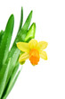 narcissus
