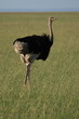 Ostrich 01