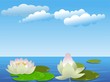 Lotus flowers on the lake