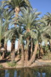 Egyptian oasis