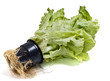 lettuce isolated