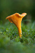 Chanterelle on the grass. Chanterelle on the grass.