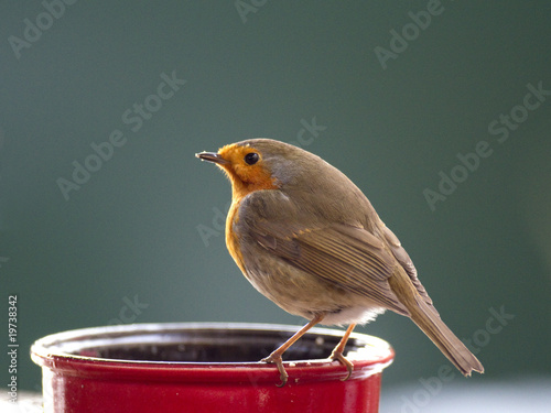 Photo : Rouge-gorge familier Rouge-gorge familier
