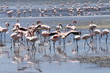 Foto: Flamingos 01 Flamingos 01