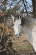 cheval