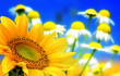 Flower backgrounds