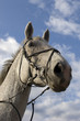 Horse head and blue sky Horse head and blue sky