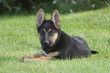 German shepard Young dog and her stick German shepard Young dog and her stick