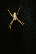 Spider in the air