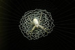Spider in web