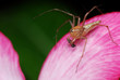 Lynx spider resting on a pink flower