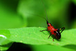 Small katydid resting on leaf