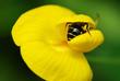 Bee collecting pollen form a yellow flower