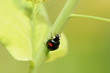 A ladybug climbing on the stem of plant