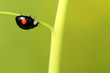 A ladybug climbing on the stem of plant