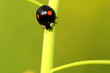 A ladybug climbing on the stem of plant
