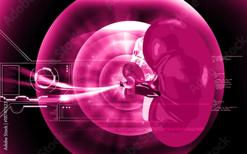 Illustration: Illustration of a kidney isolated Illustration of a kidney isolated