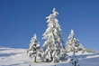 bäume in schnee