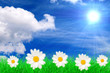 Sommerwiese