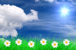 Sommerwiese