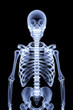 skeleton