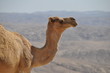 Kamel auf omanischen Hochplateau